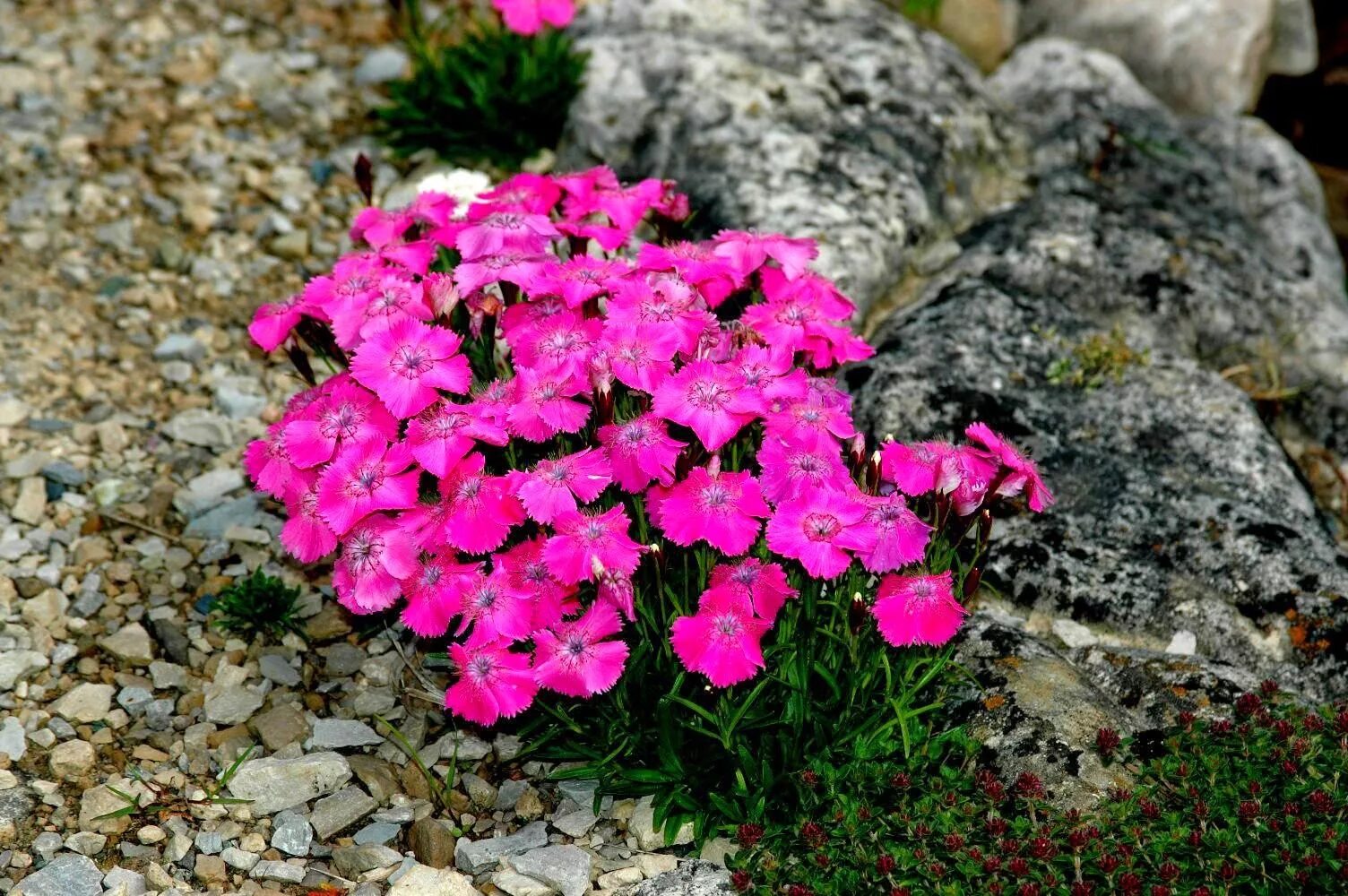 Почвопокровные гвоздики. Гвоздика Альпийская Dianthus Alpinus. Гвоздика травянка Альпийская. Гвоздика Альпийская Криспа. Гвоздика Альпийская Rubin.