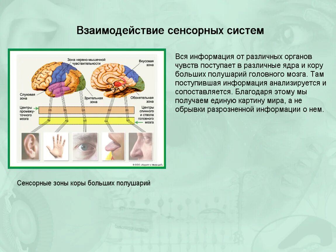 Центр кожно мышечного чувства. Строение анализатора мышечной чувствительности. Кожно мышечный анализатор анатомия. Кожно-мышечная чувствительность обонятельный и вкусовой анализаторы. Сенсорные системы органы чувств анализаторы.