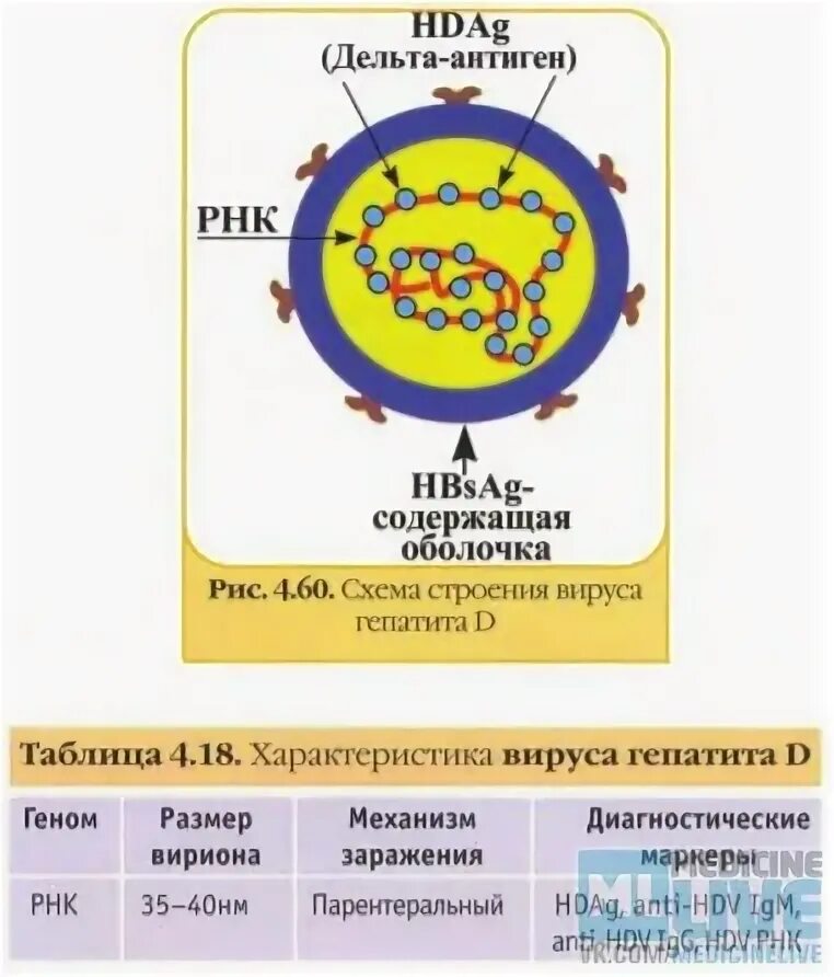 Гепатит в без дельта агента. Строение вируса гепатита д. Вирус гепатита d строение. Строение вируса гепатита Дельта. Дельта вирус гепатит д.