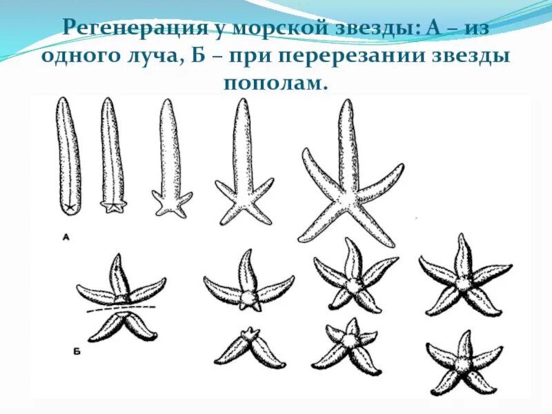 Регенерация иглокожих. Размножение иглокожих схема. Фрагментация иглокожих. Иглокожие морские звезды размножение. Морская звезда половое размножение