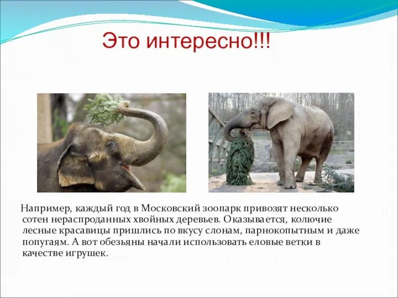 Московский зоопарк проект 2 класс окружающий мир. Доклад про зоопарк. Московский зоопарк основан в 1864. Рассказ про зоопарк 2 класс. Рассказ про зоопарк 2 класс.