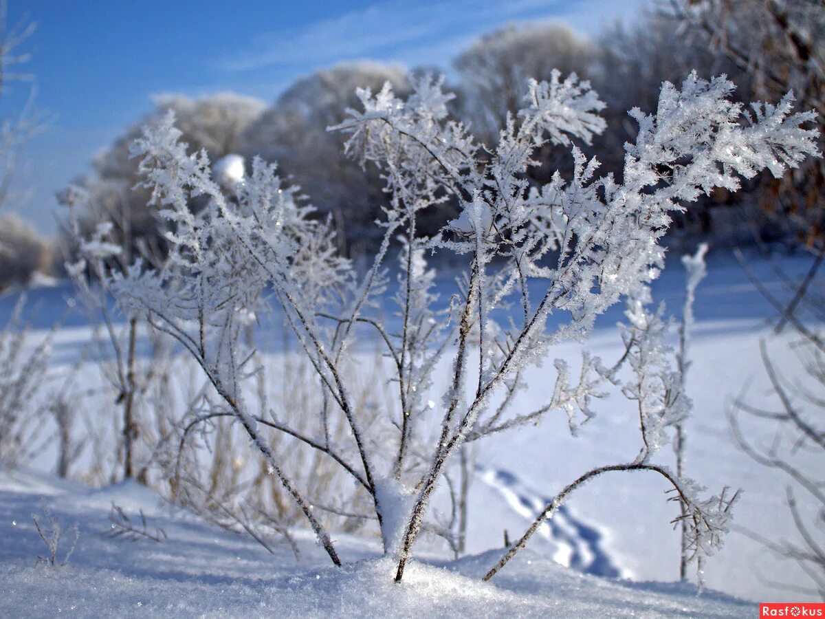 глубинная изморозь. загадка про иней для дошкольников. иней и изморозь. зимние явления изморозь зернистая изморозь иней. иней на ветках.