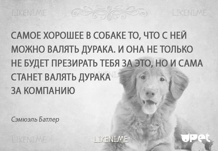 Сон собаки выражение