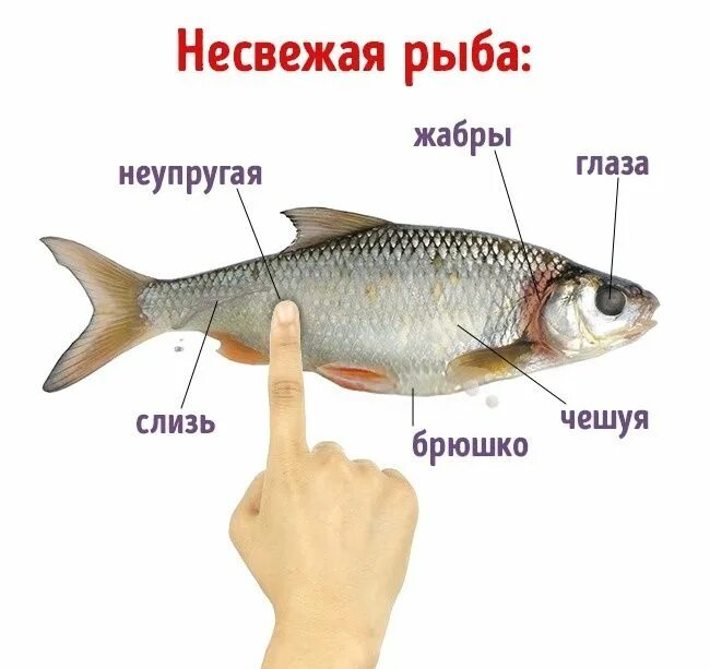 Определить рыбка. Как определить рыбу по свежести. признаки свежей рыбы. как определить свежесть рыбы. определение свежести рыбы.