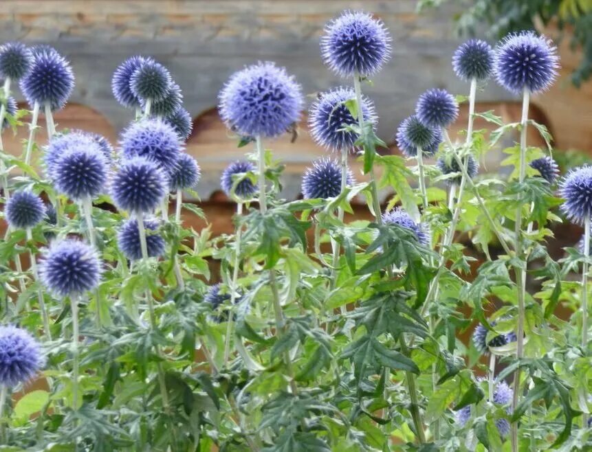 Мордовник обыкновенный (Echinops ritro). Мордовник морской еж. ) Мордовник обыкновенный (Echinops rit. Мордовник баннатийский. Plants of russia