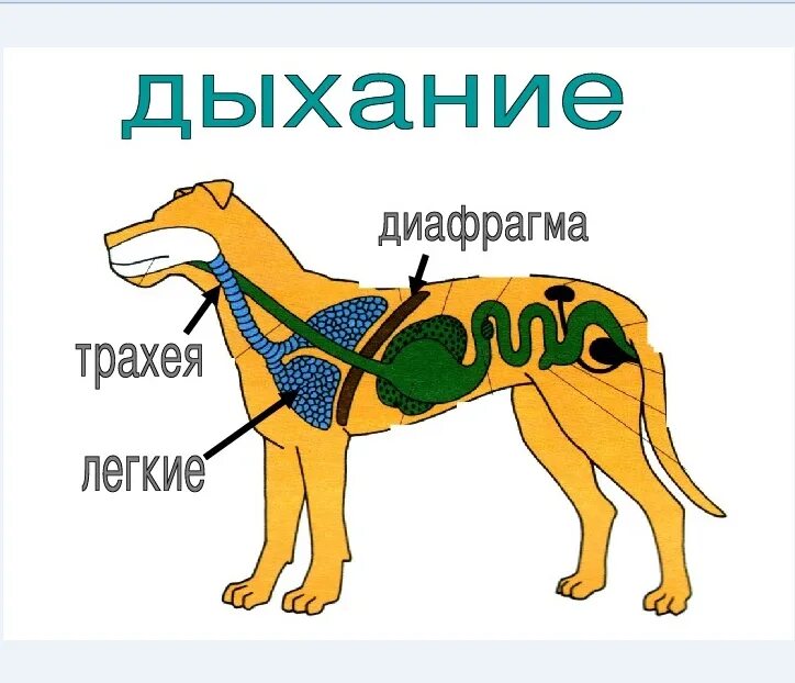 Дыхательная система млекопитающих функции. Дыхательная система млекопитающих 7 класс. Дыхательная система животных схема. Органы дыхания собаки схема. Схема строения дыхательной системы млекопитающих.