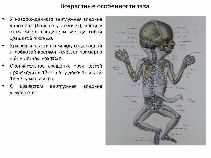 Сколько костей у новорожденного. Возрастные особенности таза анатомия. Возрастные отличия строения таза. Половые и возрастные особенности в строении таза. Возрастные особенности костей таза.