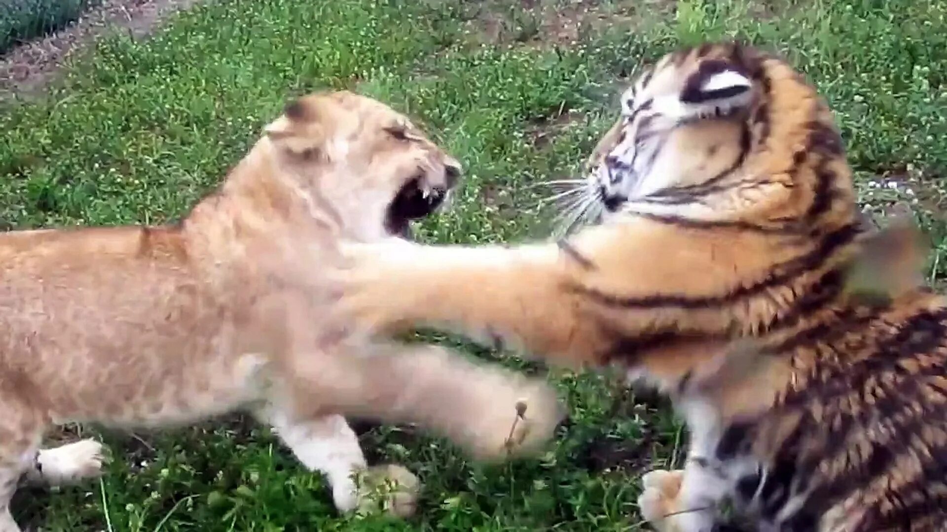 Укус тигра. Тигры дерутся. Тигрица кусает. Львенок против тигренка.