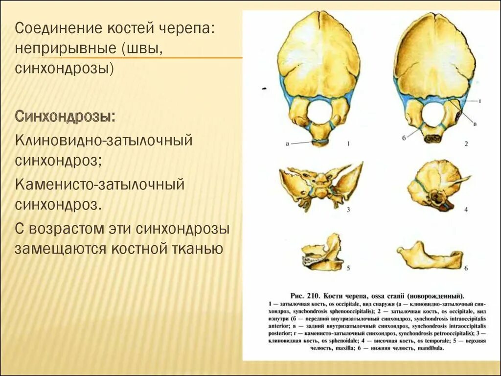 Швы соединяющие кости черепа. Подвижное соединение костей черепа. Кости черепа затылочная кость. Временные синхондрозы черепа.