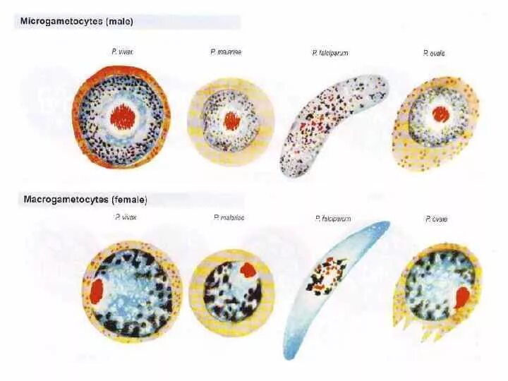 Трофозоит малярийного плазмодия. Малярийный плазмодий морфология. Формы малярийного плазмодия. Малярийный плазмодий изображение.