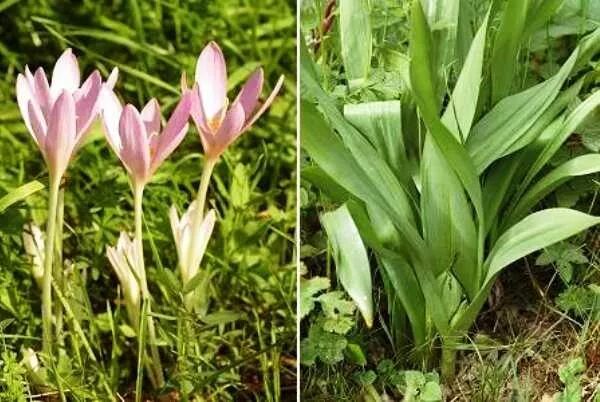 Colchicum umbrosum - Изображение особи - Плантариум