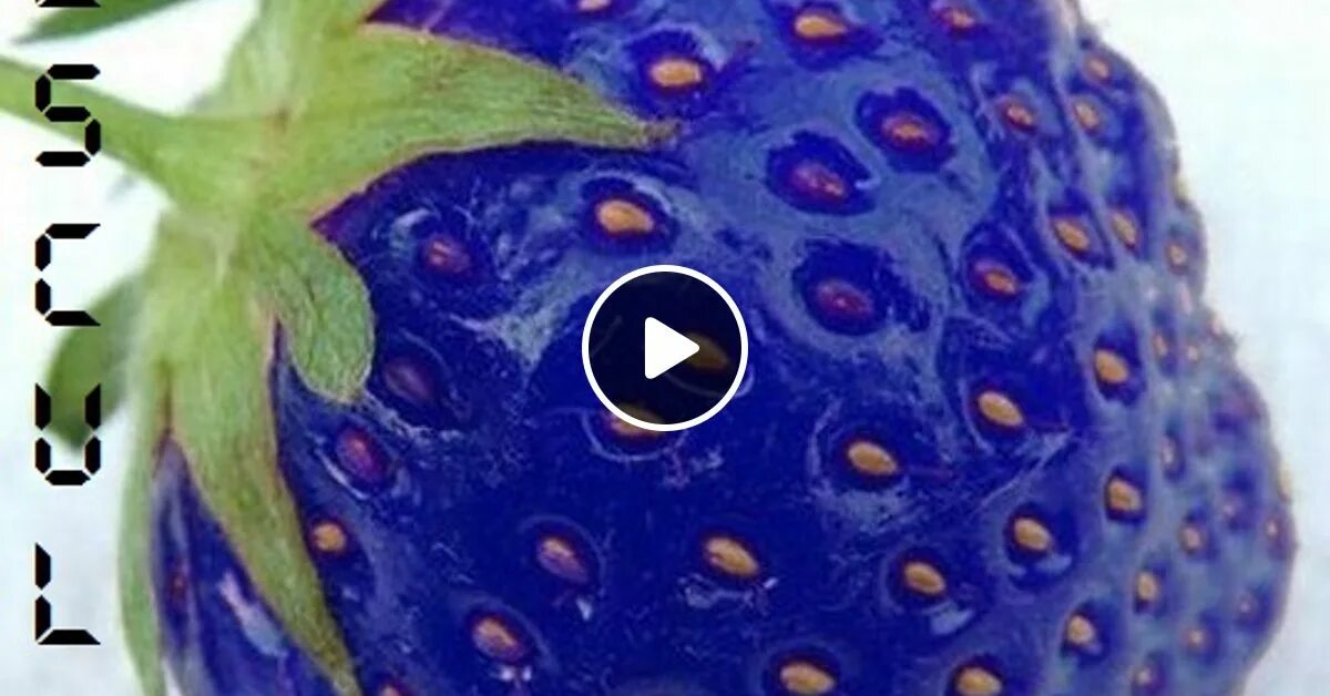 Синяя клубника. Синяя земляника. Голубая земляника. Синяя клубника. Blue strawberry.