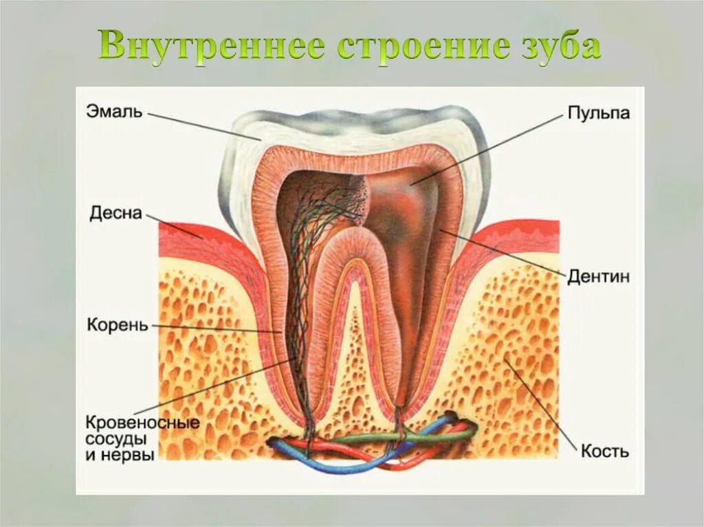 Внутренне строение зуба. Строение зуба человека схема. Строение зуба внешнее и внутреннее строение. Схема внутреннего строения зуба. Видимая часть зуба