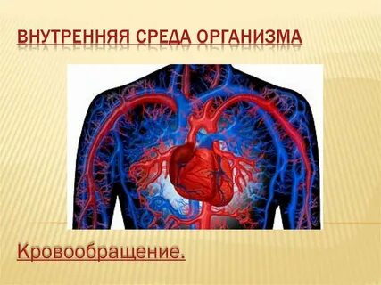 Внутренняя среда презентация