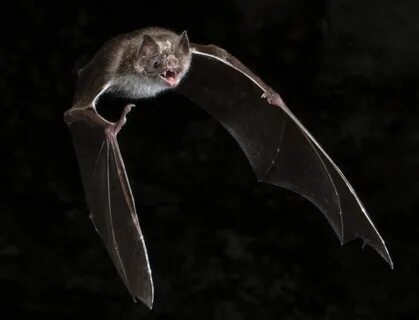 Мышь vampire