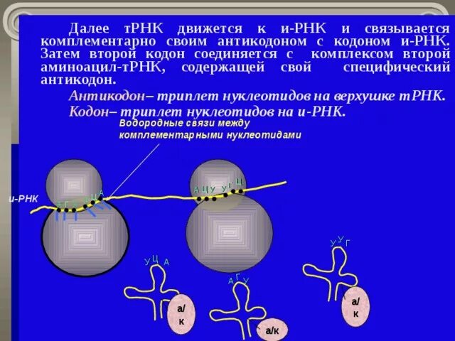 Кодоны т рнк. Антикодоны ТРНК. Антикодоны ТРНК комплементарны. Комплементарный кодон и РНК. Кодон и антикодон.