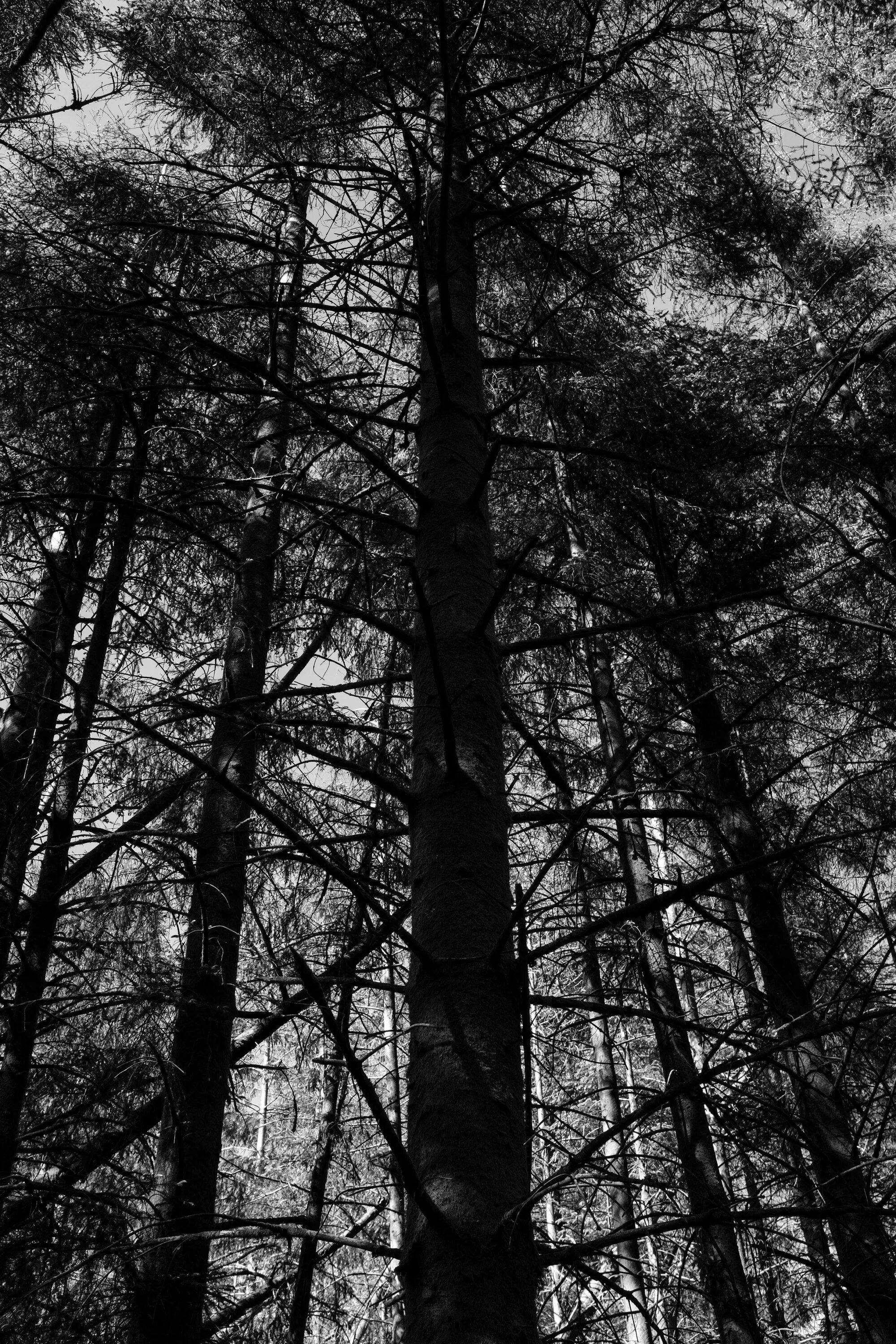 Самый черный лес. Черный лес. Черно белый лес. Темное дерево. Черное дерево в природе.