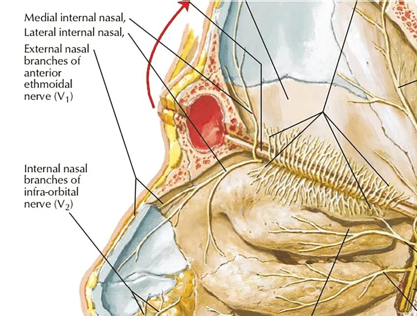 Atlas of human anatomy netter