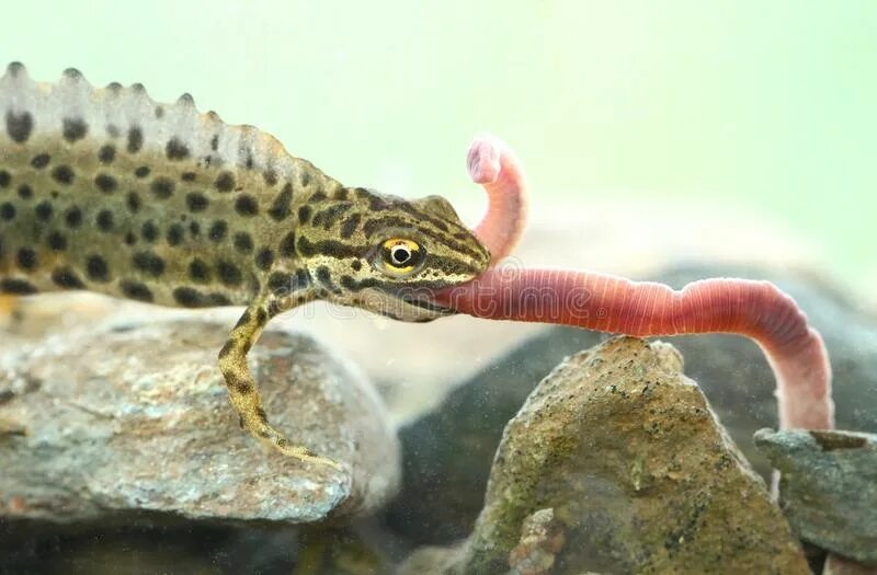 Тритон черный огородный. Обыкновенный тритон. Тритон питание. Тритон питание. Гребенчатый тритон.