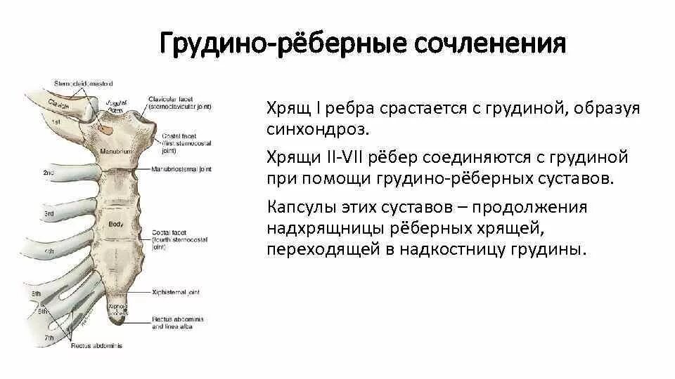 Тип соединения ребер с грудиной. Тип соединения ребер с грудиной