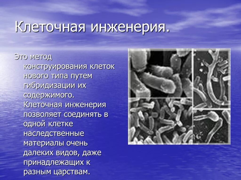 Инженерия микроорганизмов. Клеточная инженерия примеры. клеточнаяная инженерия. клеточная инженерия микроорганизмов. методы клеточной инженерии.