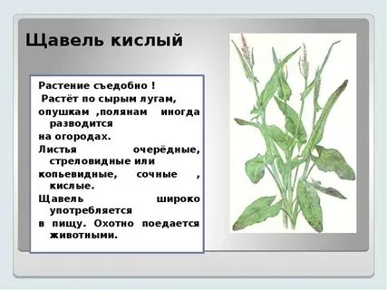 Систематика щавеля