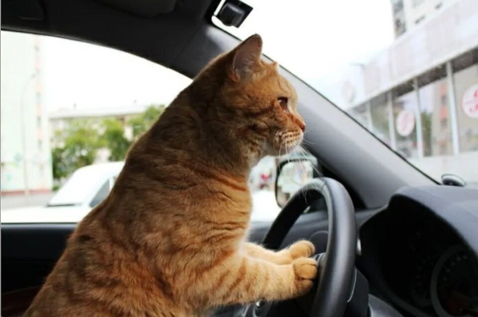 Кошка ездит. Кот за рулем. Рыжий кот за рулем. Рыжая кошка за рулем. Кот за рулем авто.