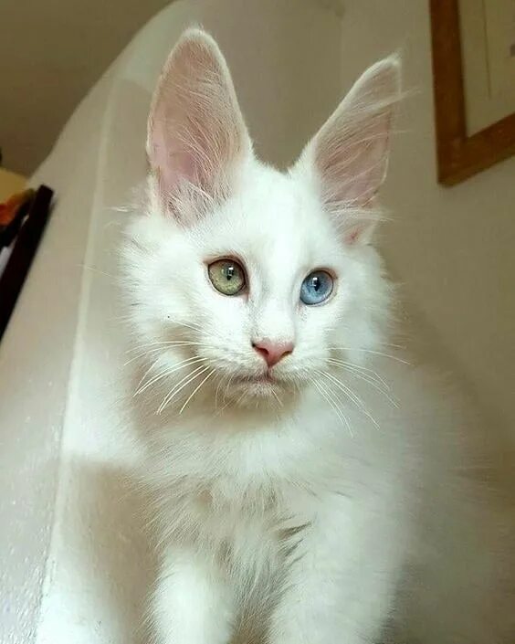 Кошки с пушистыми ушами