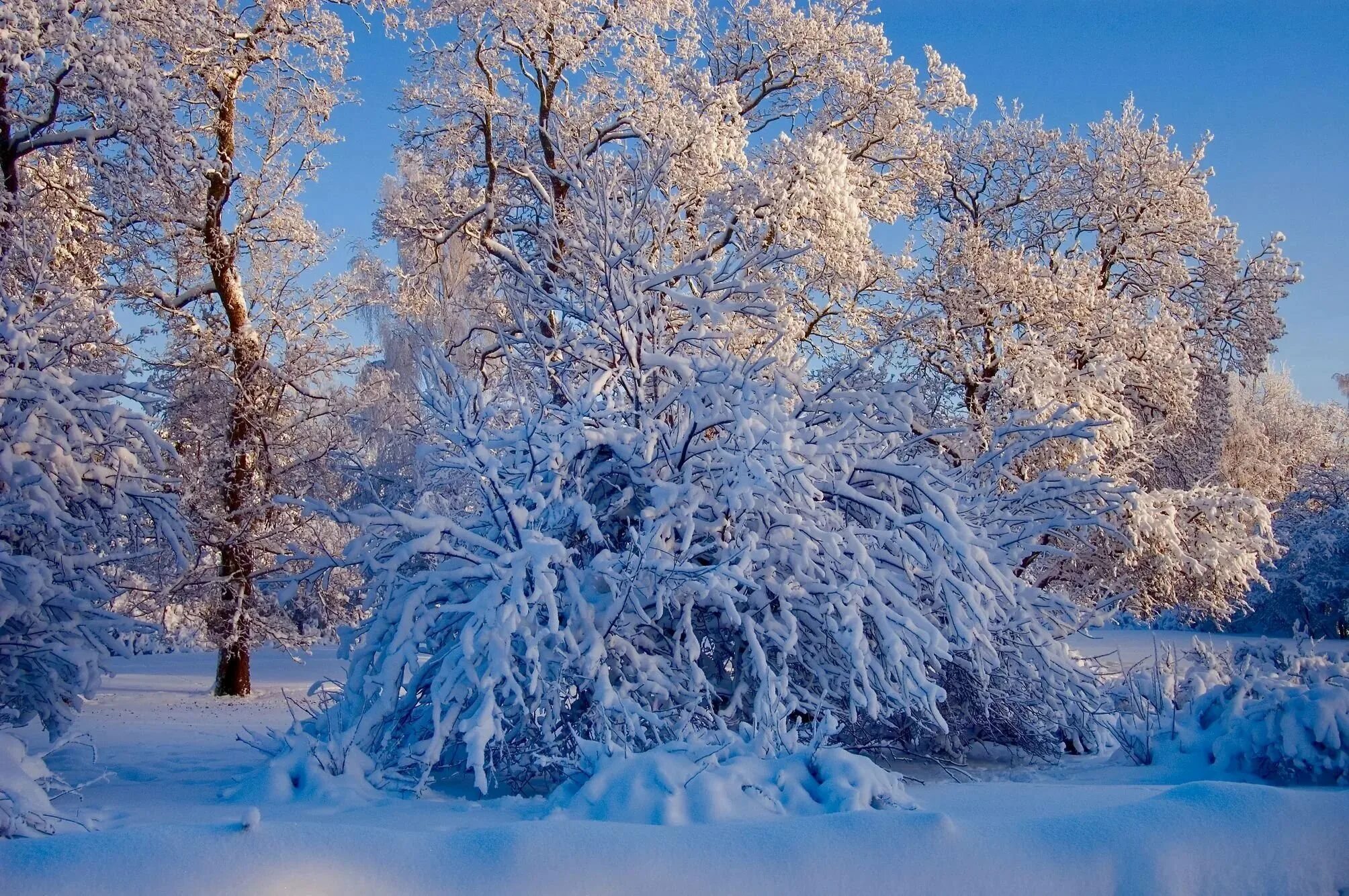 Зимняя природа. Зима пейзаж. Красивая Снежная зима. Снежные деревья.