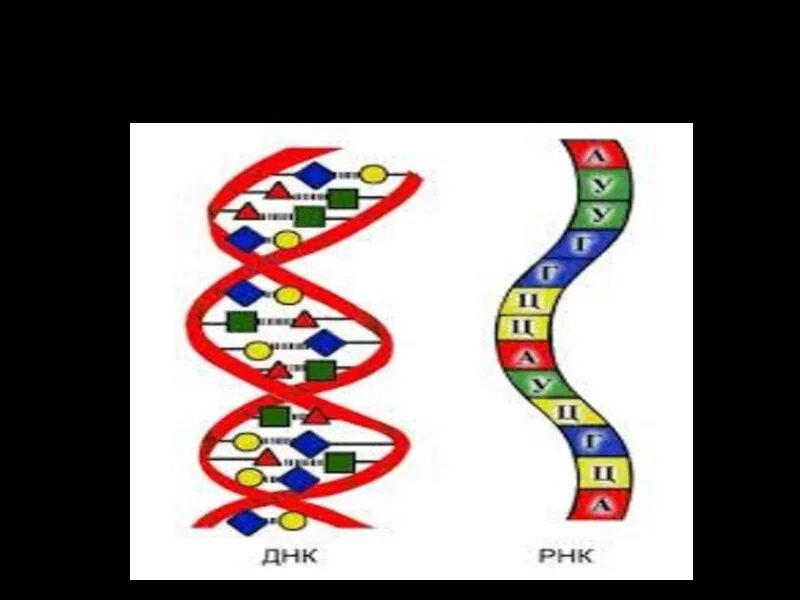 Строение нуклеиновых кислот ДНК. Строение нуклеиновых кислот ДНК И РНК. Полимерная цепь нуклеиновая кислота. 3. Строение нуклеиновых кислот..