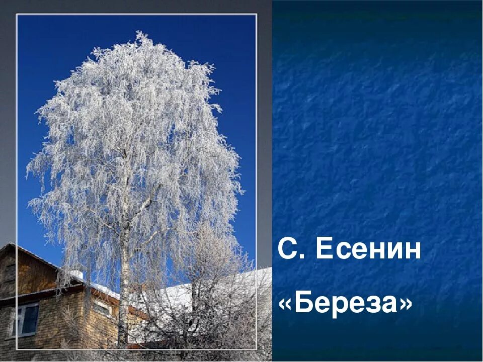 Главная мысль произведения береза. Стихотворение Есенина береза. Есенин береза стихотворение.