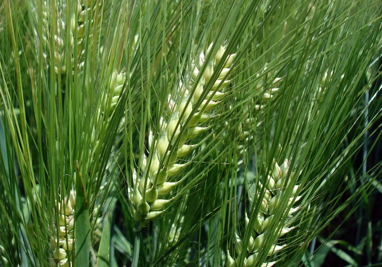 Ячмень культурный. Ячмень (Hordeum l.). Шестирядный ячмень. Колосья ячменя двурядный. Hordeum vulgaris – ячмень обыкновенный.