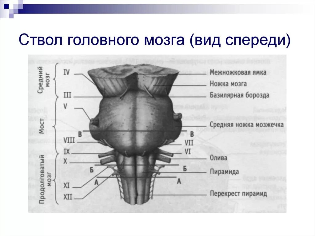 Мост структуры мозга. Ствол мозга наружное строение. Строение ствола мозга продолговатый мозг. Ствол продолговатого мозга вид спереди.