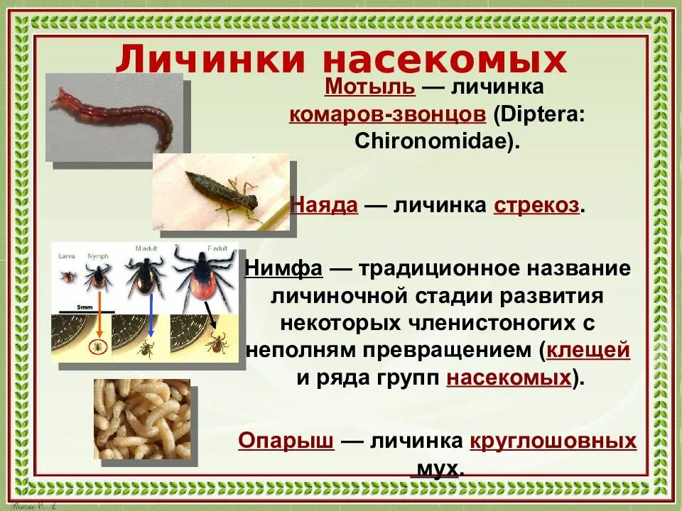 Функции личинки. Личинки насекомых. Личинки хирономид.