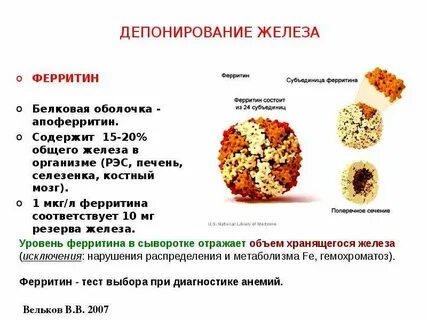 Какой хороший ферритин у женщин