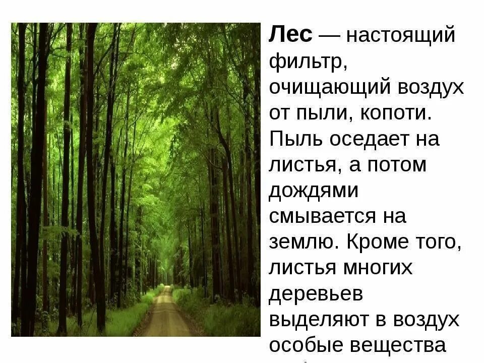 Роль леса в природе и жизни людей. Лес в жизни человека. Роль человека в лесу. Ролт Леа в жизи челоека.