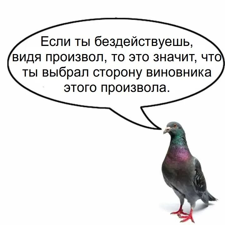 Произвол. Произвол это определение. Мудрость голубя. Будьте просты как голуби и мудры.