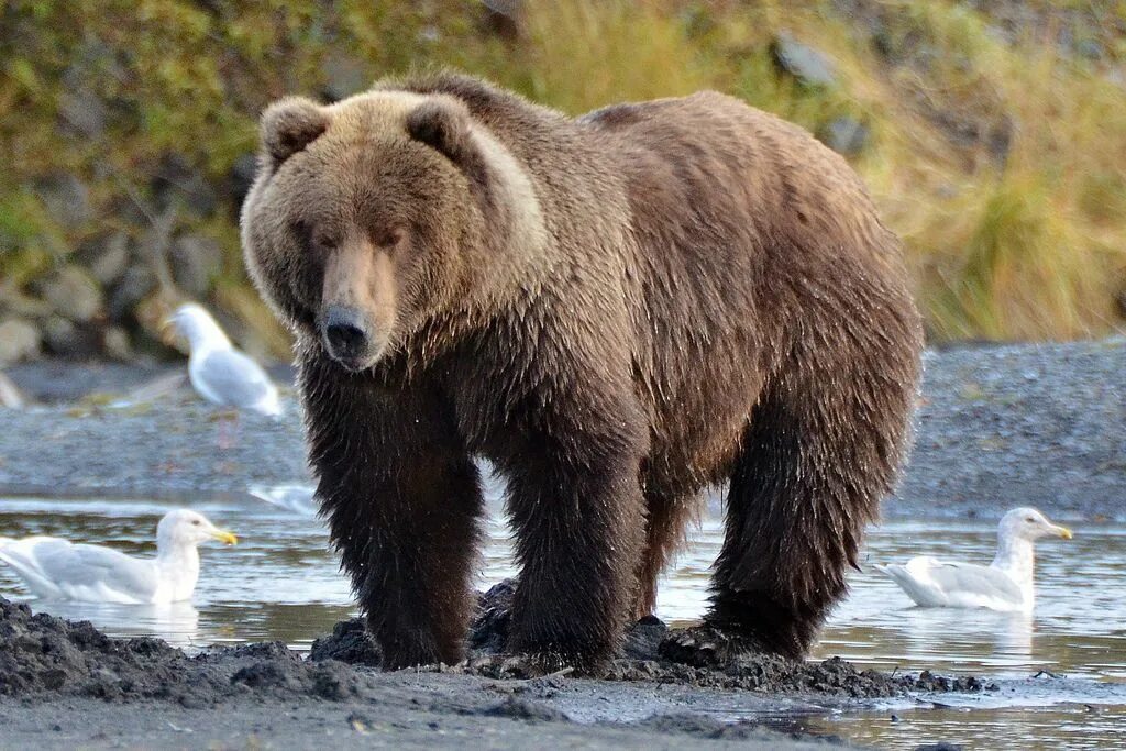 Какие медведи крупнее. Бурый медведь Кадьяк. Большой бурый медведь Кадьяк. Аляскинский бурый медведь Кадьяк. Самый большой бурый медведь Кадьяк.