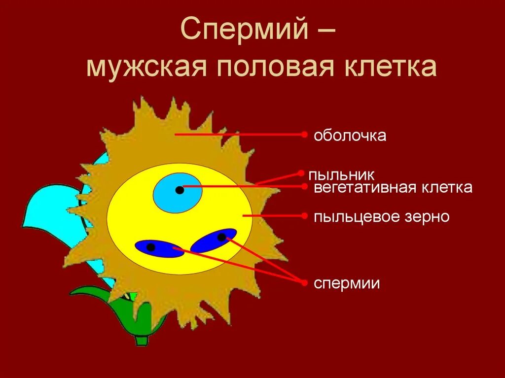 Мужская половая клетка. Спермий. Спермий мужская половая клетка. Спермий это половая клетка. Биология 5 класс спермий.