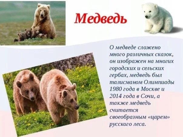 Неофициальный символ россии медведь. Неофициальные символы России медведь. Медведь символ России. Медведь символ России для дошкольников. Неофициальные символы России медведь для детей.