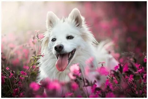Flower dog