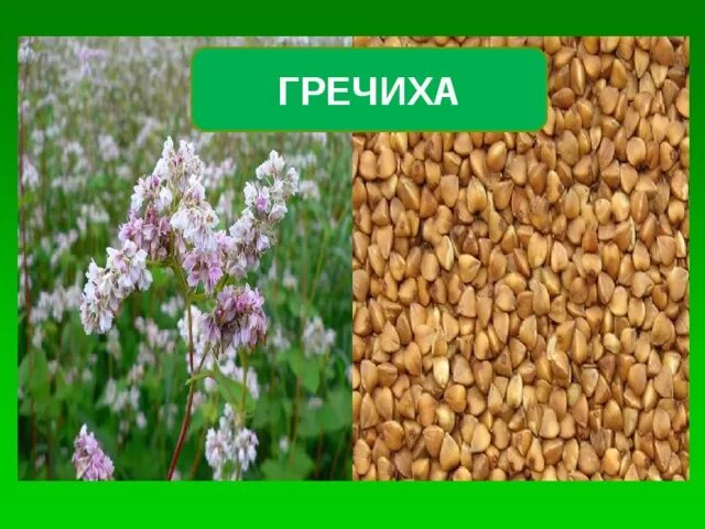 Где греча