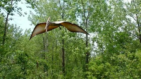 Pterodactyl installer