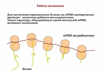 Полисома