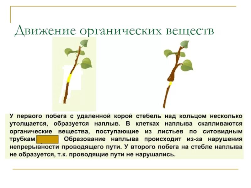 Передвижение веществ по стеблю 6 класс. Передвижение по стеблю органических веществ. Передвижение органических веществ по стеблю растения. Опыт движение веществ по растению. Опыт передвижение органических веществ по растению.