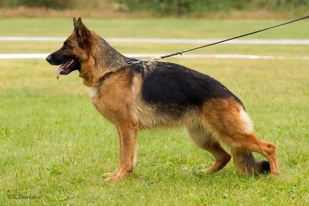 Rumor 2017 Westminster BIS winner - #bis #Rumor #Westminster #winner #germanshep