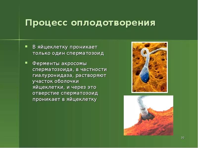 Составляющие оплодотворения. Процесс оплодотворения. процесс оплодотворения у человека. процесс оплодотворения яйцеклетки. процесс оплодотворения кратко.