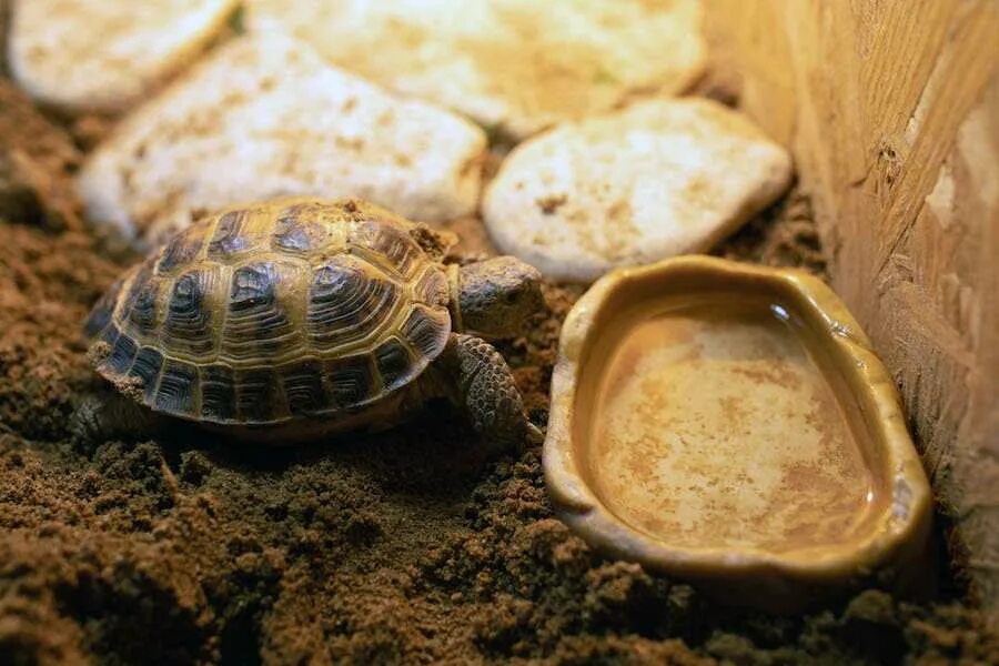 Какой тип питания характерен для среднеазиатской черепахи. Среднеазиатская черепаха. Среднеазиатская красноухая черепаха. Среднеазиатская сухопутная черепаха. Среднеазиатская черепаха питание.