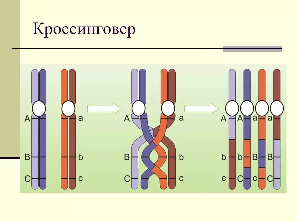 Процесс обмена генами между гомологичными хромосомами. Сцепленные гены кроссинговер. Репликация конъюгация кроссинговер. Конъюгация и кроссинговер. Схема кроссинговера хромосом.