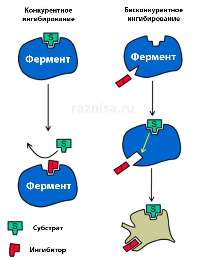 Конкурентное ингибирование ферментов схема. Механизм действия ингибиторов ферментов биохимия. Схема конкурентного ингибирования активности фермента. Субстратное ингибирование активности ферментов.